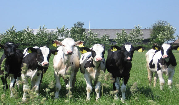 Caring for Newborn Calves